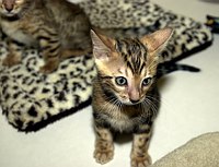 SierraGold Bengals: Merlin